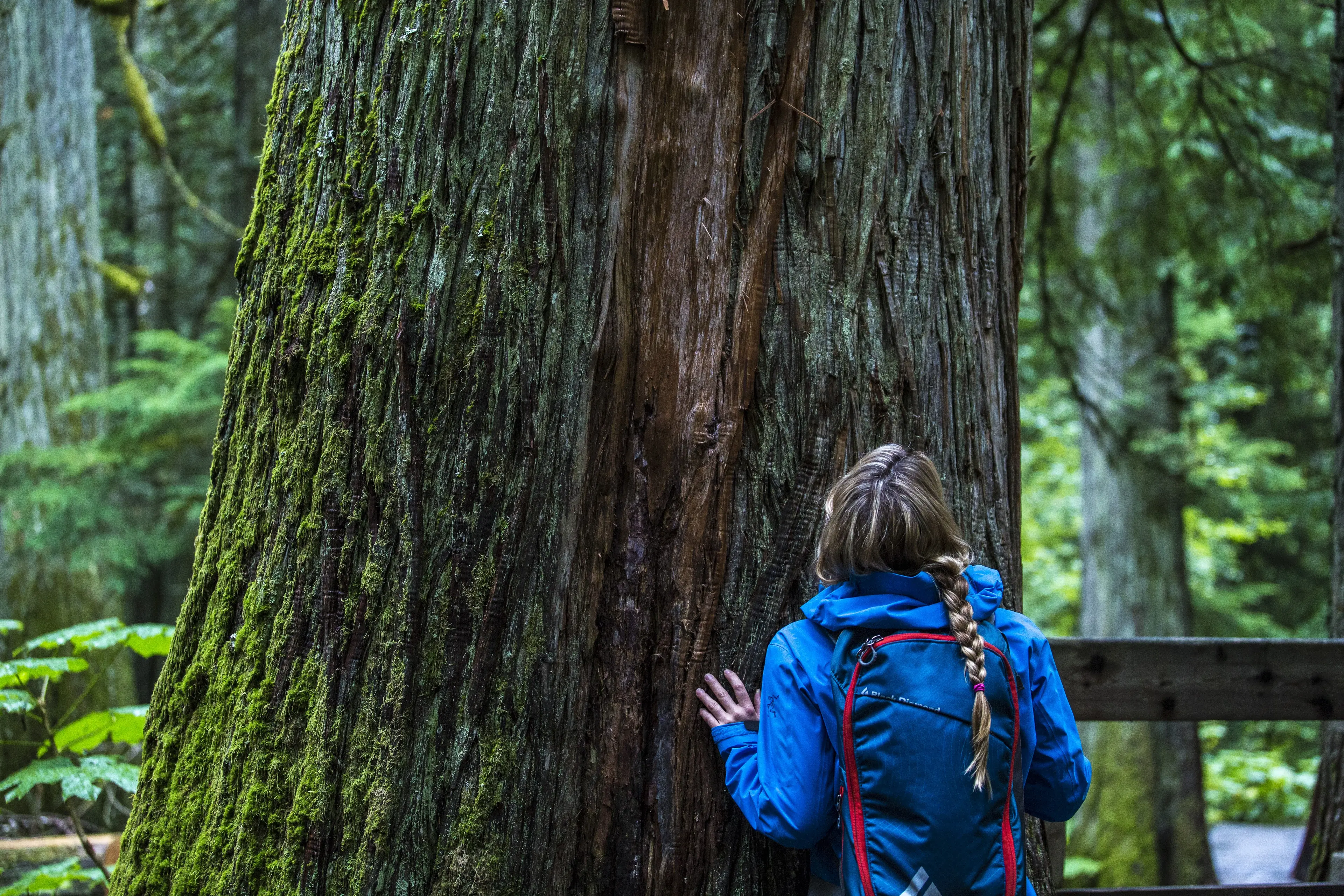 old growth tree and human for size