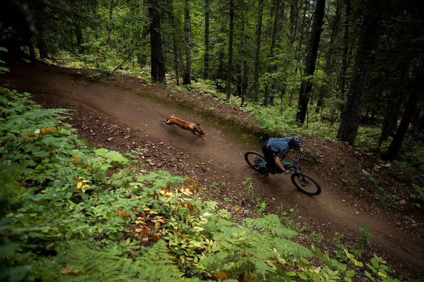 dog and owner on mountain bike trail in lush forest